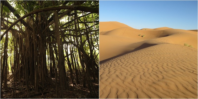 Le sable du Sahara, un élément indispensable à la fertilisation de l'Amazonie.
