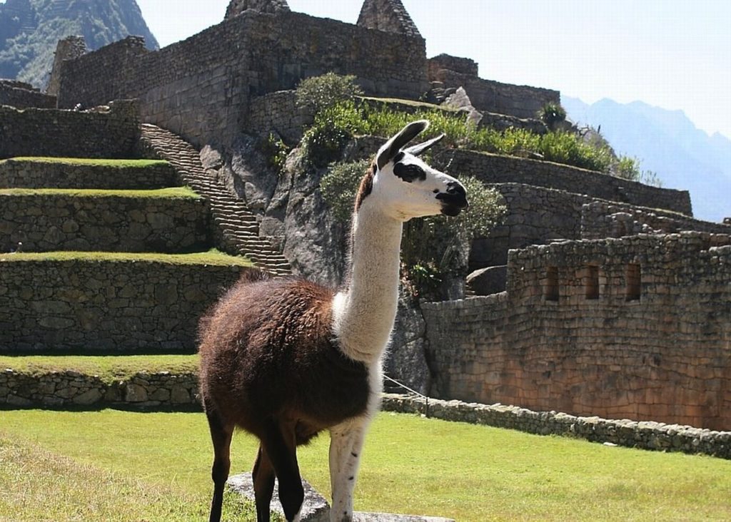 Le Lama, animal emblématiques des Andes était sacrifié par les Incas lors e l'Inti Raymi
