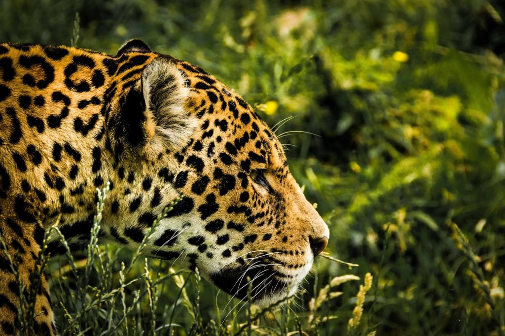 Le jaguar, le roi de la forêt tropicale