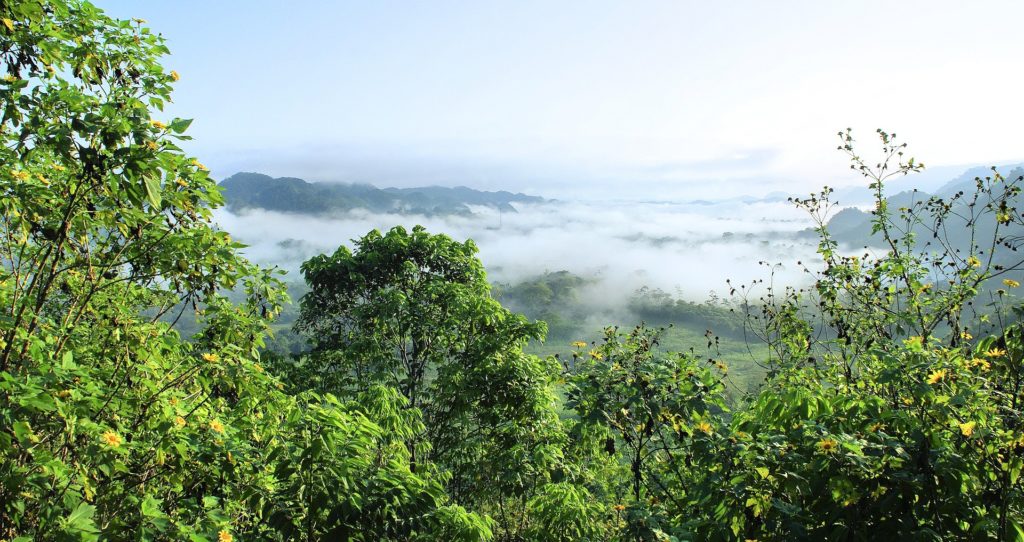 La forêt amazonienne fournit une humidité essentielle à la régulation du climat 