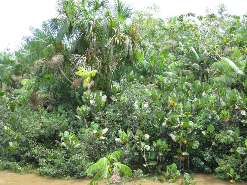 La déforestation en Amazonie, une menace pour le changement climatique