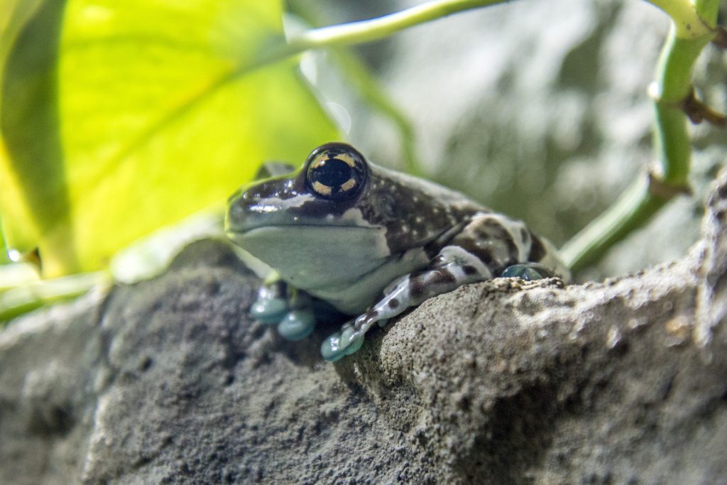 Amazonie, temple de la biodiversité, sur cette photo une grenouille de lait (photo Pixabay libre de droits)