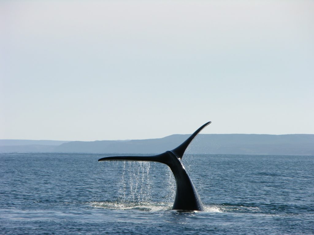 Partez à la découverte des baleines en Argentine